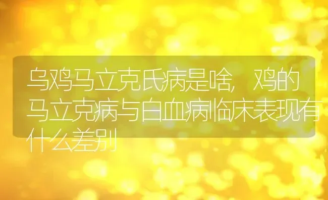 乌鸡马立克氏病是啥,鸡的马立克病与白血病临床表现有什么差别 | 养殖常见问题