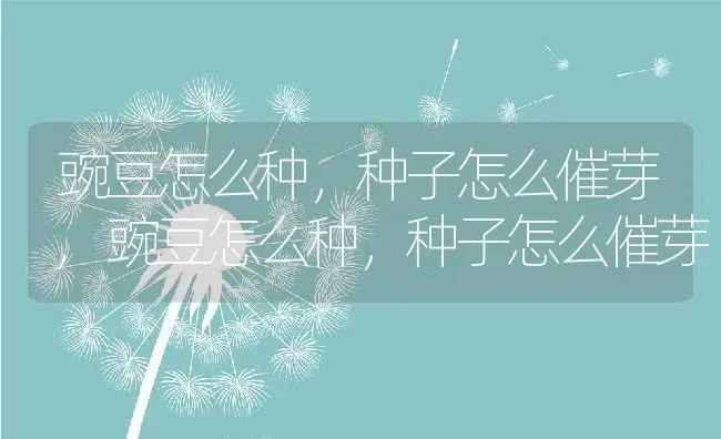 豌豆怎么种，种子怎么催芽,豌豆怎么种，种子怎么催芽 | 养殖常见问题