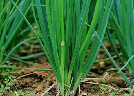 植物常识问题|四季小葱的种植方法与时间