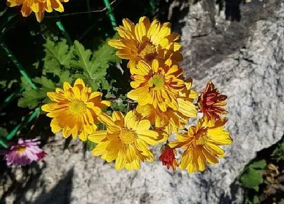 植物常识问题|菊花可以吃吗 自己家里种的观赏菊花能食用吗