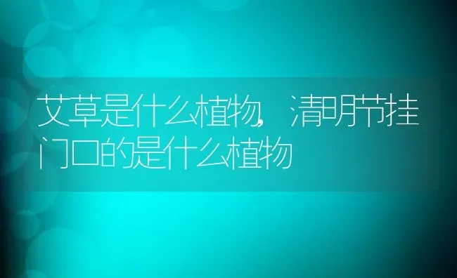 艾草是什么植物,清明节挂门口的是什么植物 | 养殖常见问题