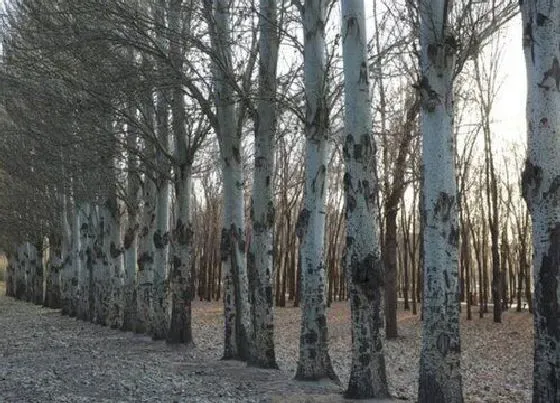 植物常识问题|白杨树长什么样子图片