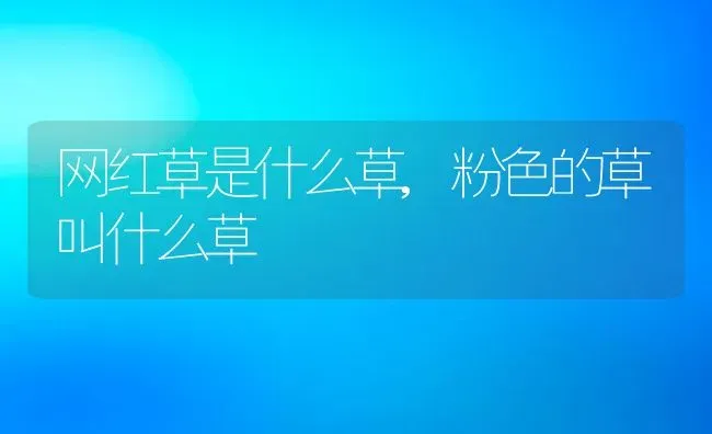 网红草是什么草,粉色的草叫什么草 | 养殖常见问题
