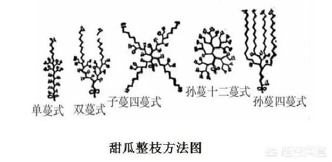 植物常识问题|甜瓜如何整枝打杈留瓜 （种植露天甜瓜摘心打杈留瓜技术）