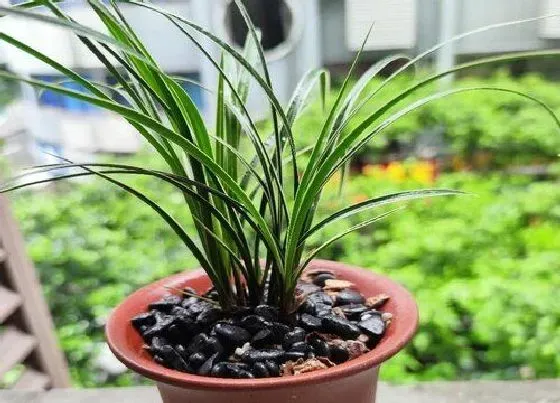 植物常识问题|切下来的兰花老芦头如何处理新芽呼呼冒