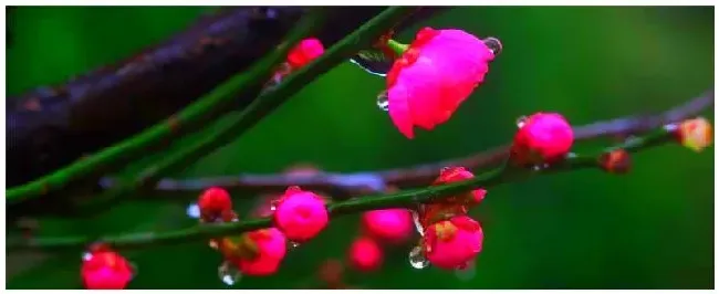 梅花的特点 | 三农问答