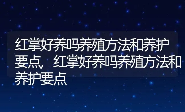 红掌好养吗养殖方法和养护要点,红掌好养吗养殖方法和养护要点 | 养殖常见问题