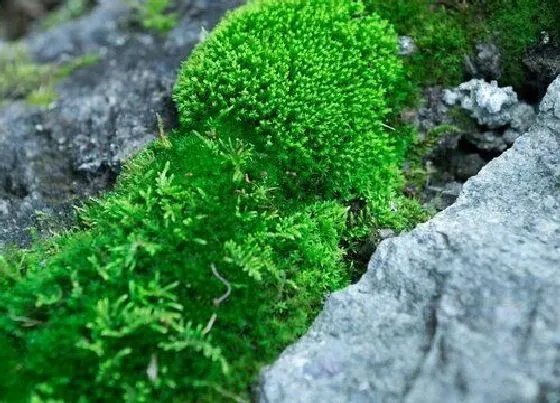 植物常识问题|青苔怎么养兰花根粗芽壮易复花