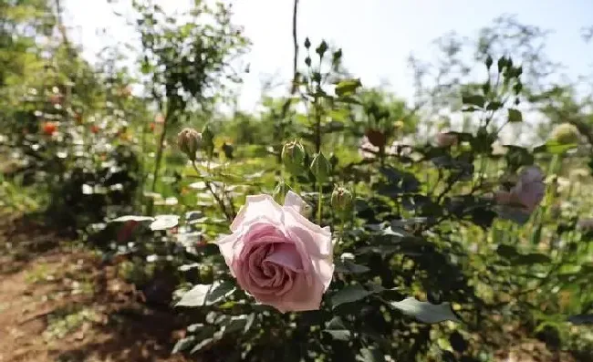 植物常识问题|什么树可以嫁接月季花（月季花能和什么树嫁接养护）