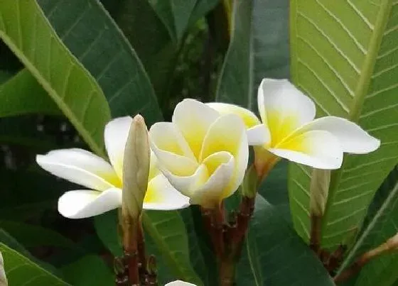 植物常识问题|鸡蛋花有毒吗 鸡蛋花白色汁液有毒吗及中毒症状