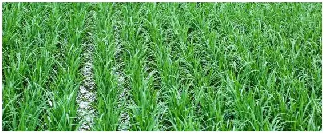 一季稻病虫防治时间 | 农业常识