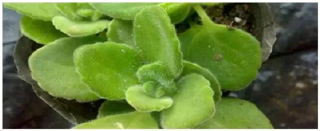 摸摸香的种植方法 | 农业答疑