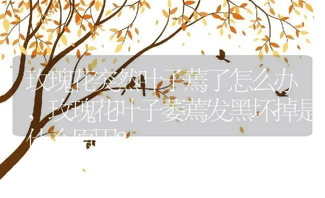玫瑰花突然叶子蔫了怎么办,玫瑰花叶子萎蔫发黑坏掉是什么原因？ | 养殖常见问题