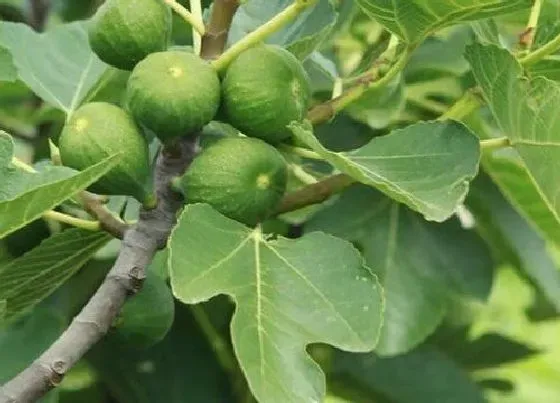 植物常识问题|无花果种植技术与管理