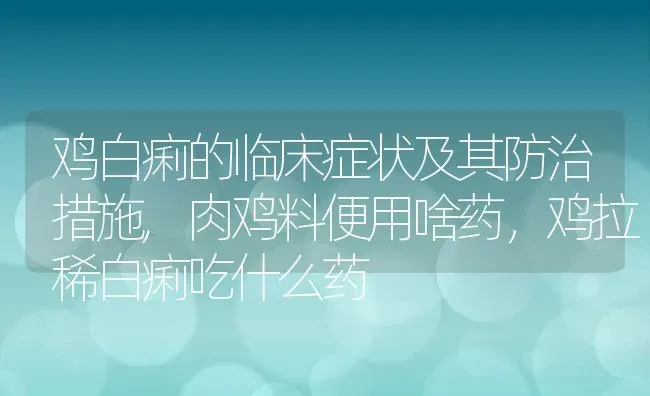 鸡白痢的临床症状及其防治措施,肉鸡料便用啥药，鸡拉稀白痢吃什么药 | 养殖常见问题