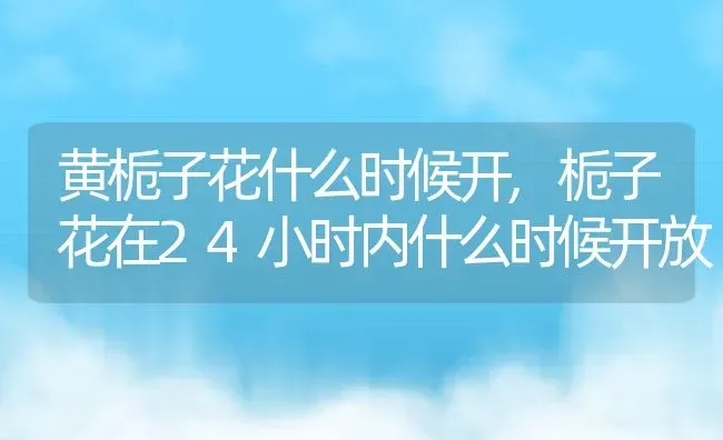 黄栀子花什么时候开,栀子花在24小时内什么时候开放 | 养殖常见问题