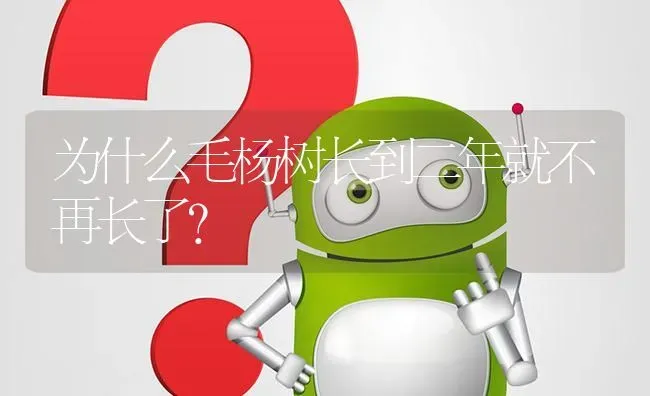 为什么毛杨树长到二年就不再长了? | 养殖问题解答