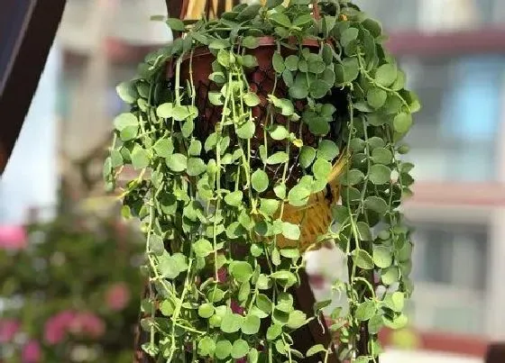 植物常识问题|爱之蔓吊兰的养殖方法