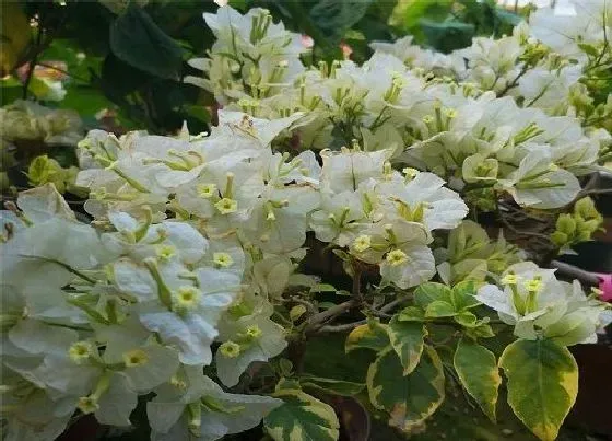 植物常识问题|三角梅绿叶樱花如何养护花比叶多