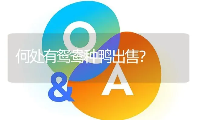 何处有鸳鸯种鸭出售? | 养殖问题解答