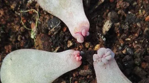 多肉植物的叶插繁殖方法,多肉植物如何叶插？