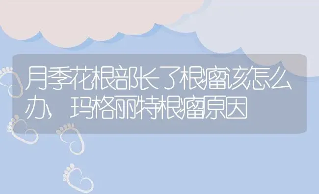 月季花根部长了根瘤该怎么办,玛格丽特根瘤原因 | 养殖常见问题