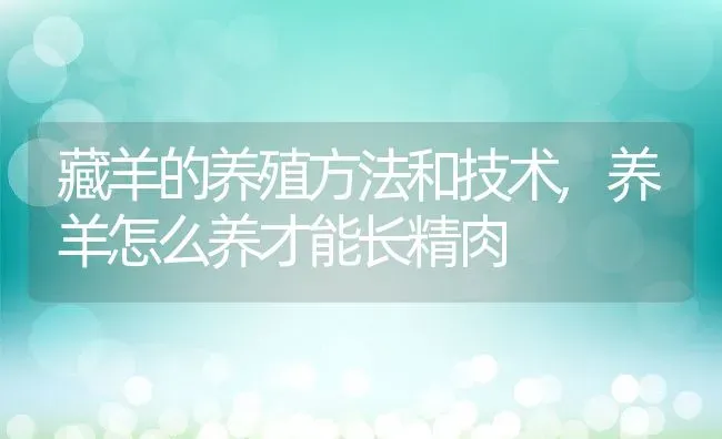 藏羊的养殖方法和技术,养羊怎么养才能长精肉 | 养殖常见问题