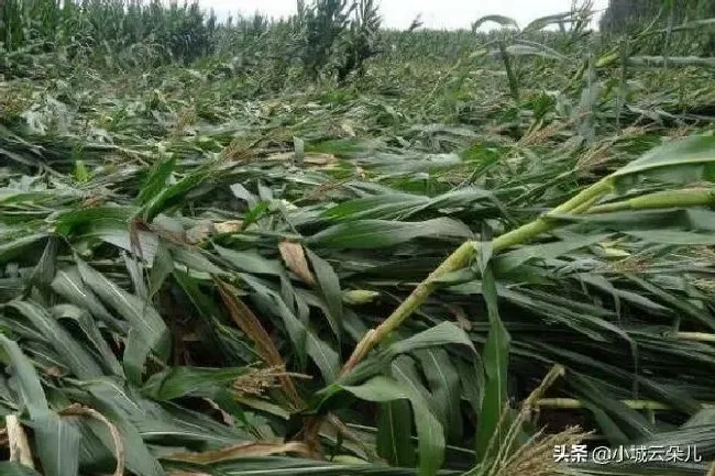 植物常识问题|引起玉米倒伏的原因及解决方法（玉米植株倒伏补救措施）