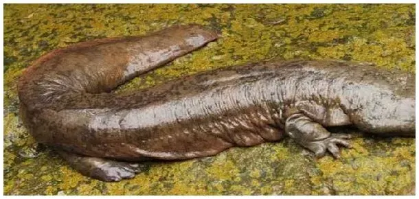 娃娃鱼特征 | 农业问题