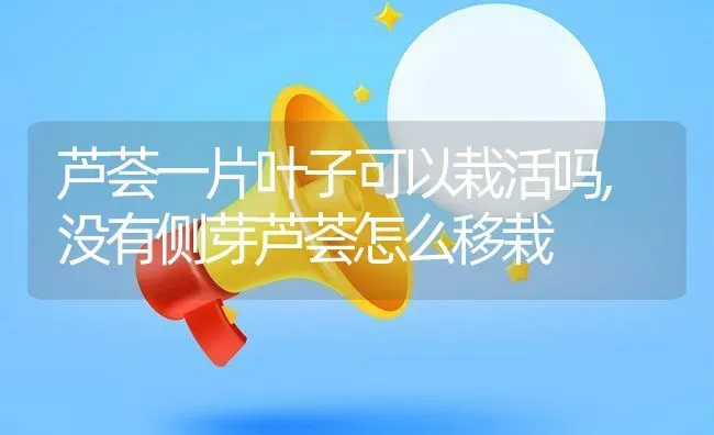 芦荟一片叶子可以栽活吗,没有侧芽芦荟怎么移栽 | 养殖常见问题
