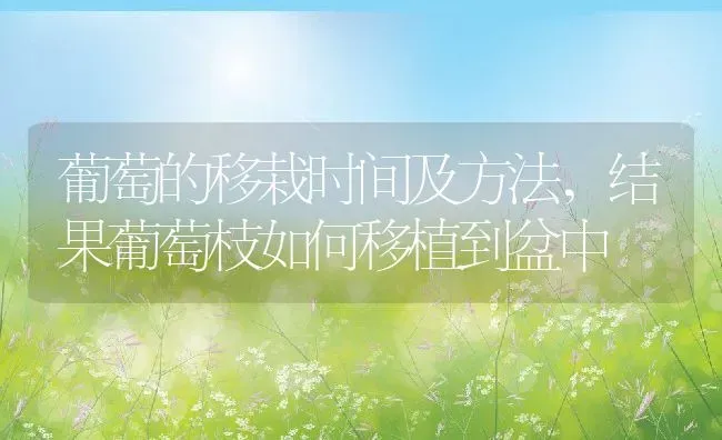 葡萄的移栽时间及方法,结果葡萄枝如何移植到盆中 | 养殖常见问题