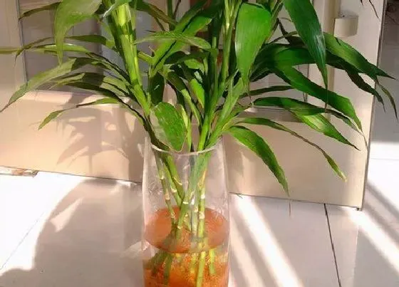 植物常识问题|富贵竹冬天怎么养才能安全过冬（水培富贵竹越冬成功）