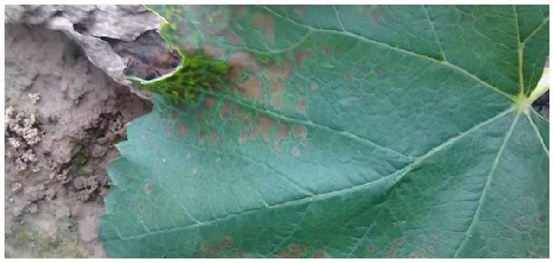 植物炭疽病的防治方法 | 三农问答