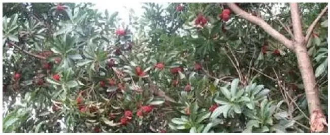 乌梅种几年可以挂果 | 农业常识
