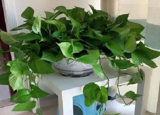 植物常识问题|夏季养护绿萝需要做好哪些要点