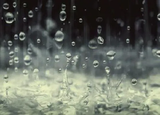 植物常识问题|刚接的雨水马上浇兰花可以吗