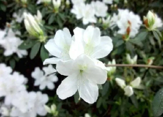 植物常识问题|夏季杜鹃花施肥方法