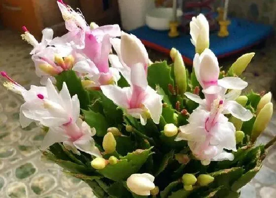 植物常识问题|蟹爪兰叶片萎蔫怎么办  如何正确解决