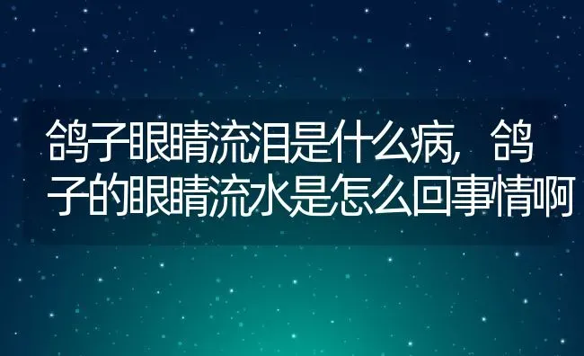 鸽子眼睛流泪是什么病,鸽子的眼睛流水是怎么回事情啊 | 养殖常见问题