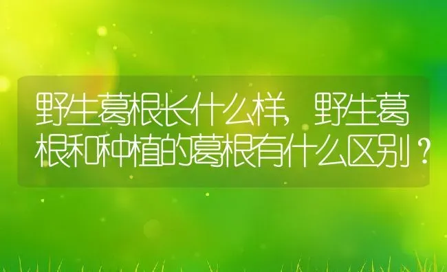 野生葛根长什么样,野生葛根和种植的葛根有什么区别？ | 养殖常见问题