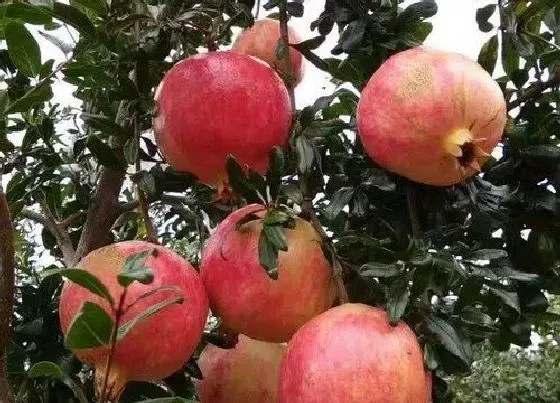 植物常识问题|石榴为什么不开花