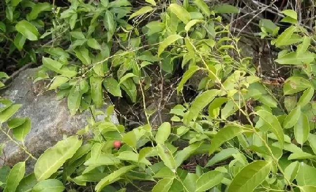 植物常识问题|双子叶植物和单子叶植物的区别