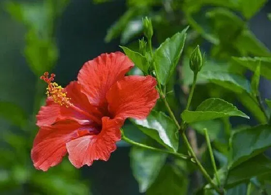 植物常识问题|阳台上一年四季都可以养的花 阳台养什么植物四季可观赏