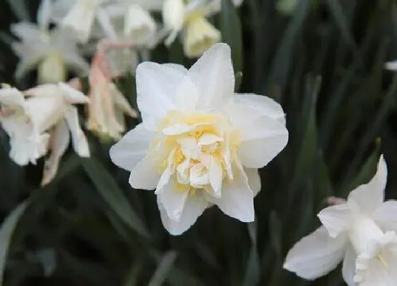 植物常识问题|水仙花需要晒太阳吗（水培水仙开花了要放在阳光下晒吗）