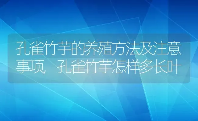 孔雀竹芋的养殖方法及注意事项,孔雀竹芋怎样多长叶 | 养殖常见问题