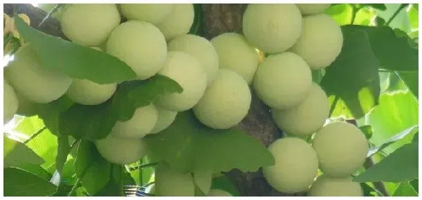 银杏树白果能干什么用 | 农业常识