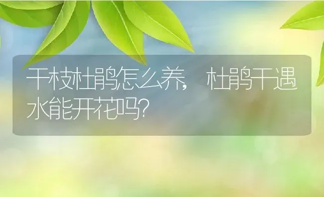 干枝杜鹃怎么养,杜鹃干遇水能开花吗？ | 养殖常见问题