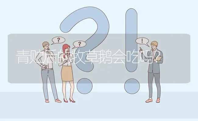 青贮后的牧草鹅会吃吗? | 养殖问题解答