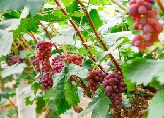 植物常识问题|阳台盆栽葡萄怎么提高成活率（葡萄裸根苗的栽植方法）