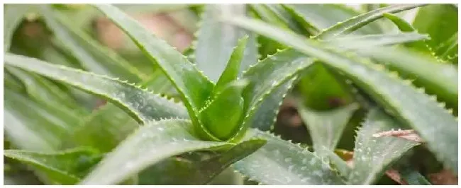 芦荟种植的注意事项 | 农业答疑